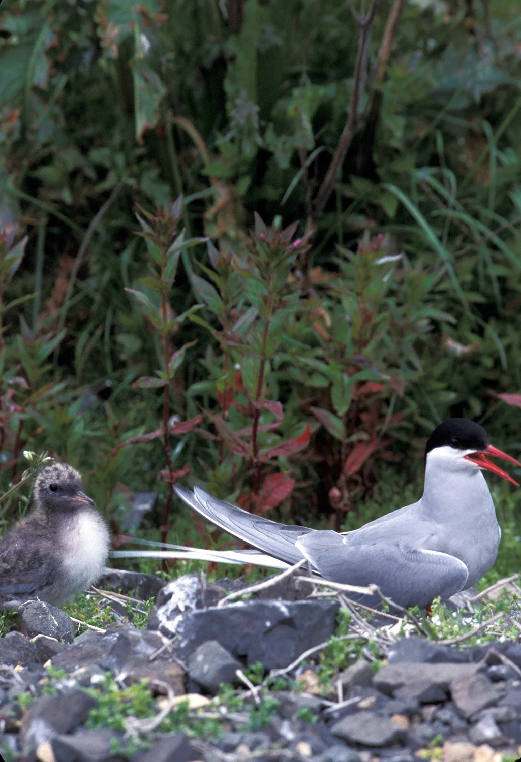 ARCTIC TERN & CHICK