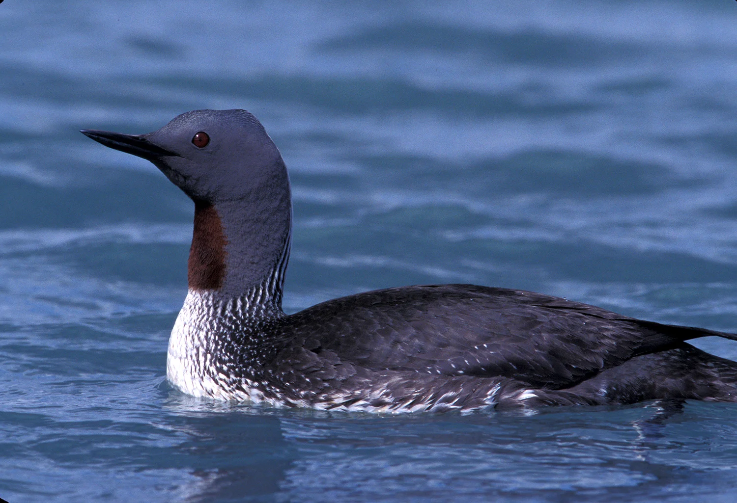 RED-THROATED LOON