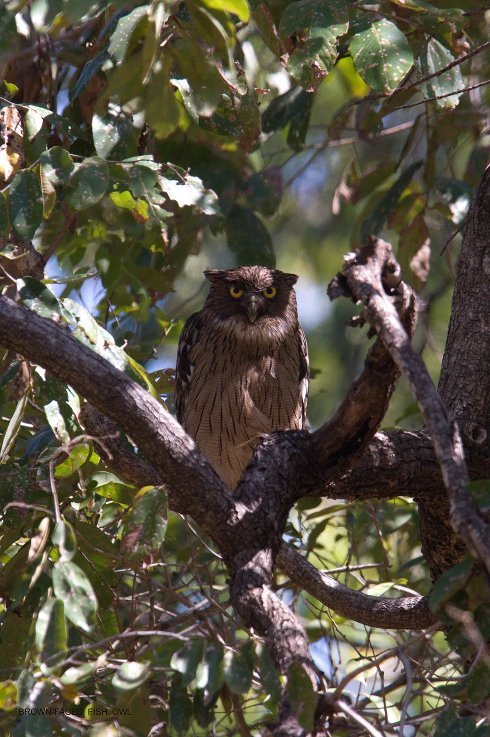 BROWN-FACED FISH OWL