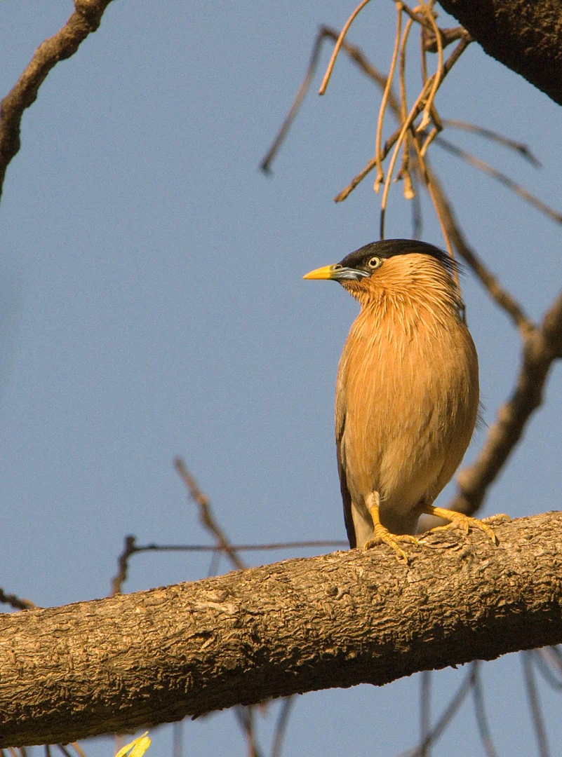 BRAHMINY STARLING