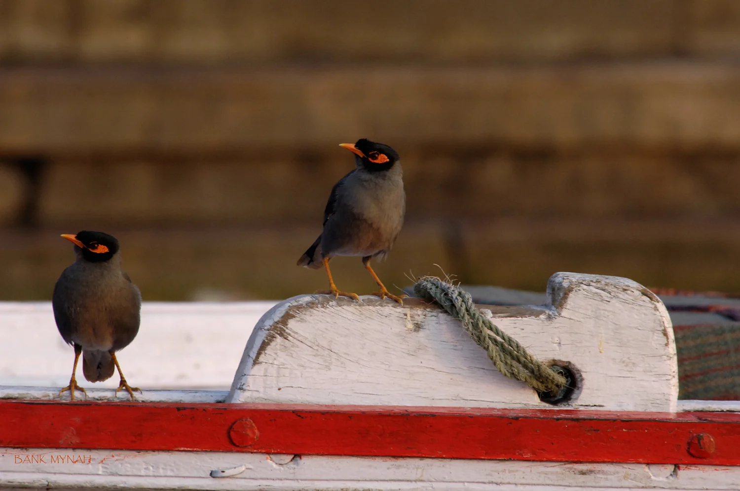 BANK MYNAH