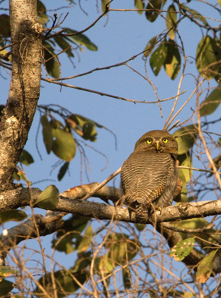 JUNGLE OWLET