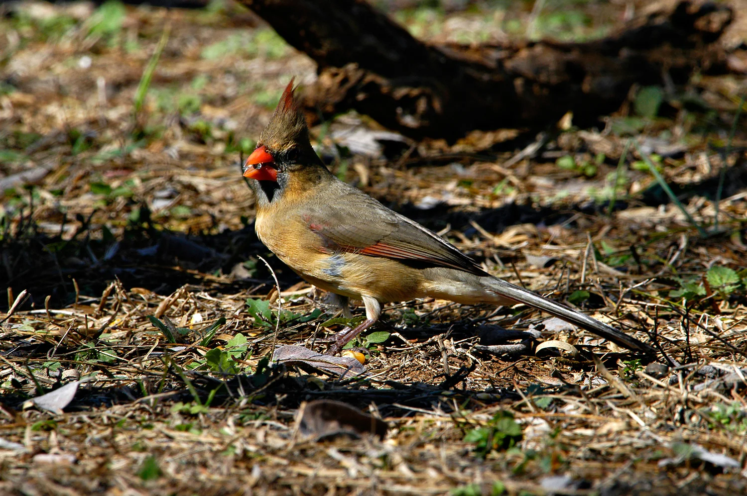 NORTHERN CARDINAL FEMALE