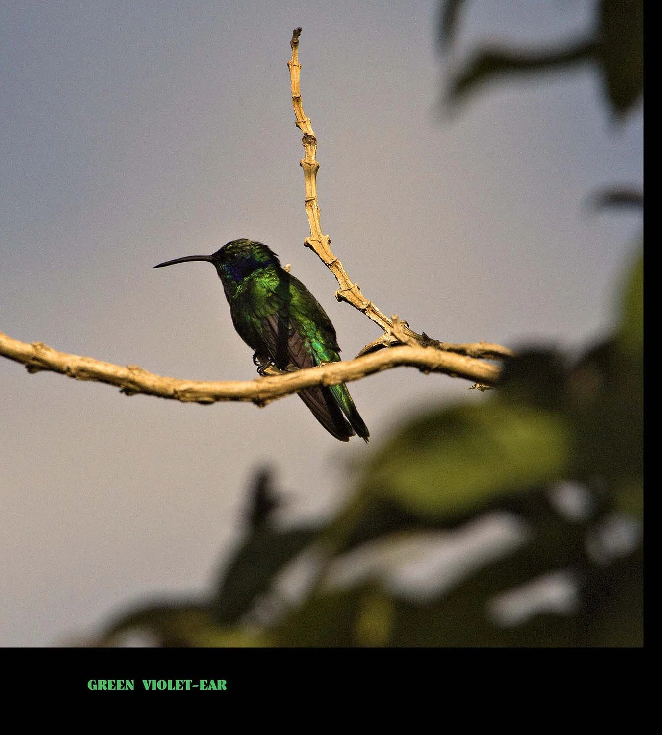GREEN VIOLET-EAR