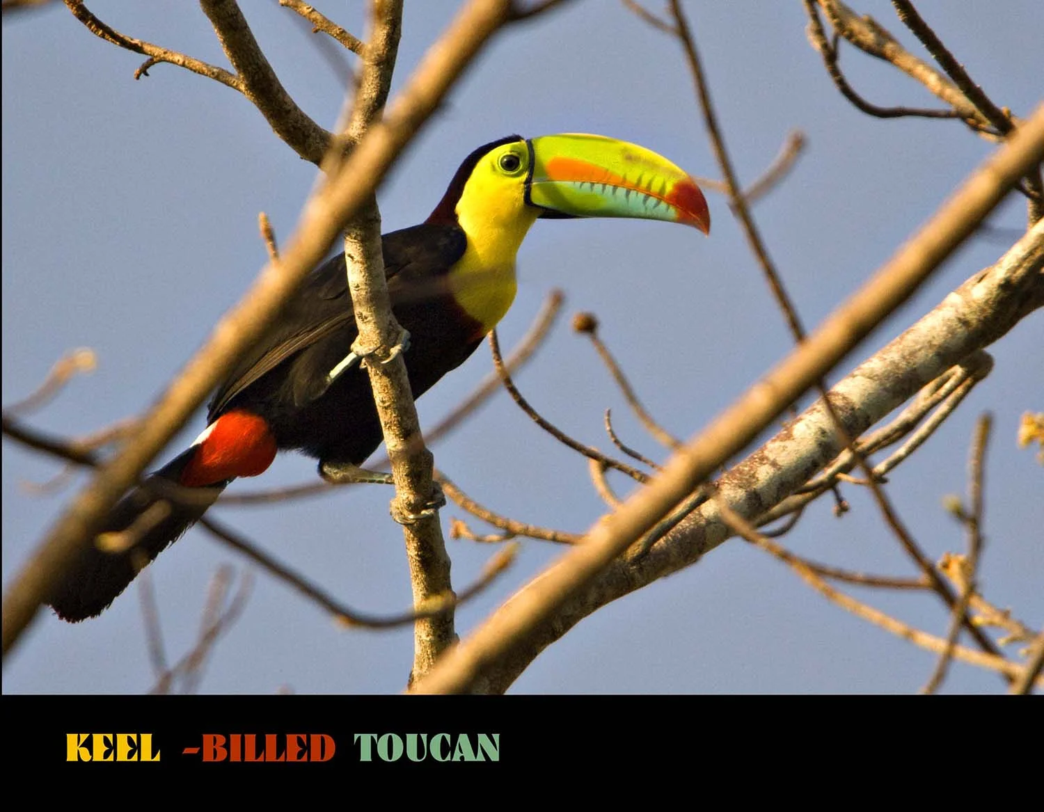 KEEL-BILLED TOUCAN