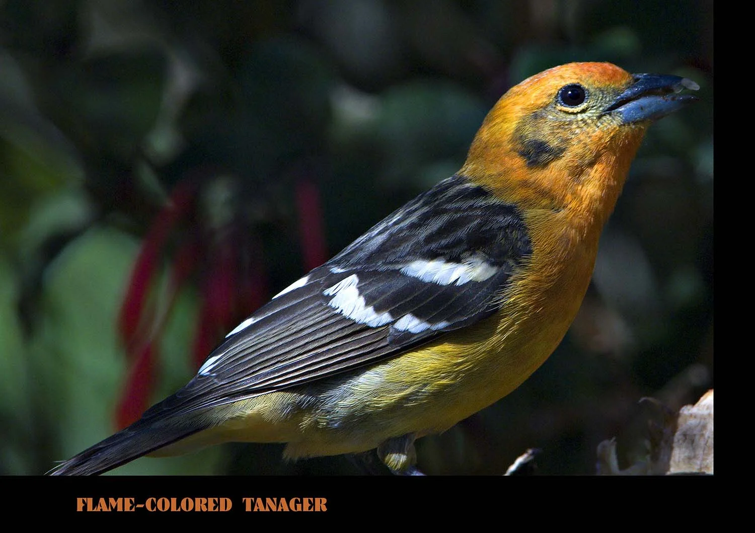 FLAME COLORED TANAGER