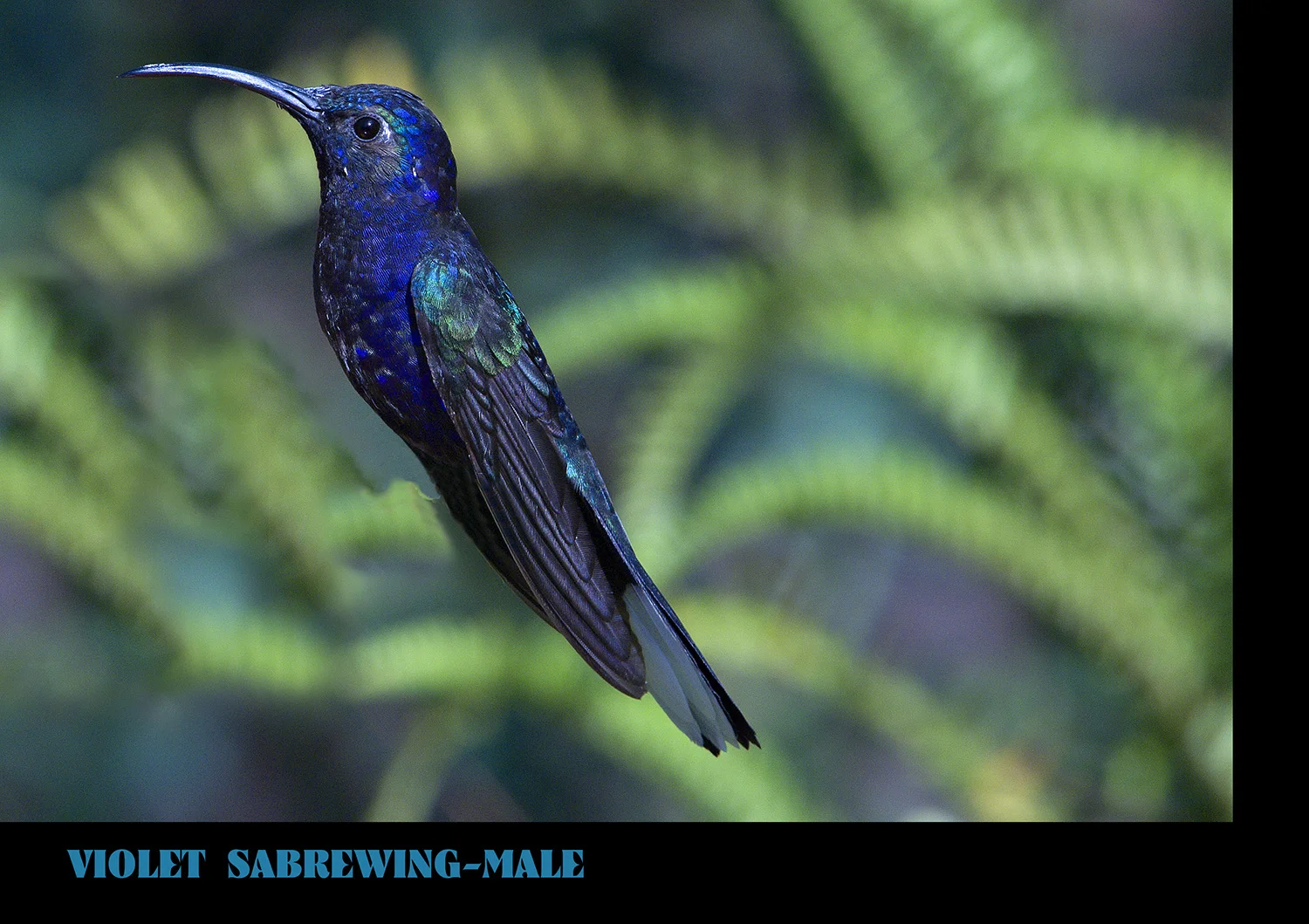 VIOLET SABREWING-MALE
