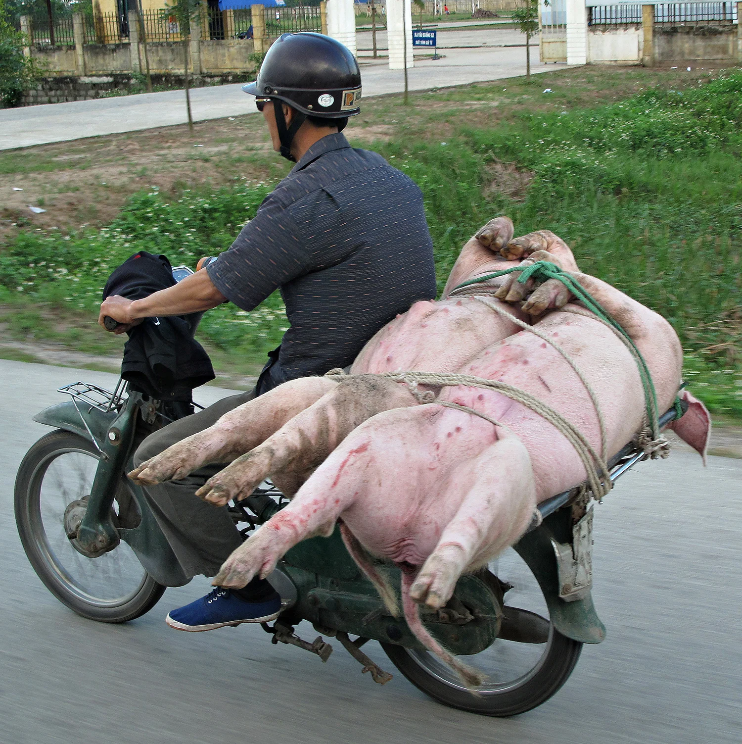 BRINGIN' HOME THE BACON
