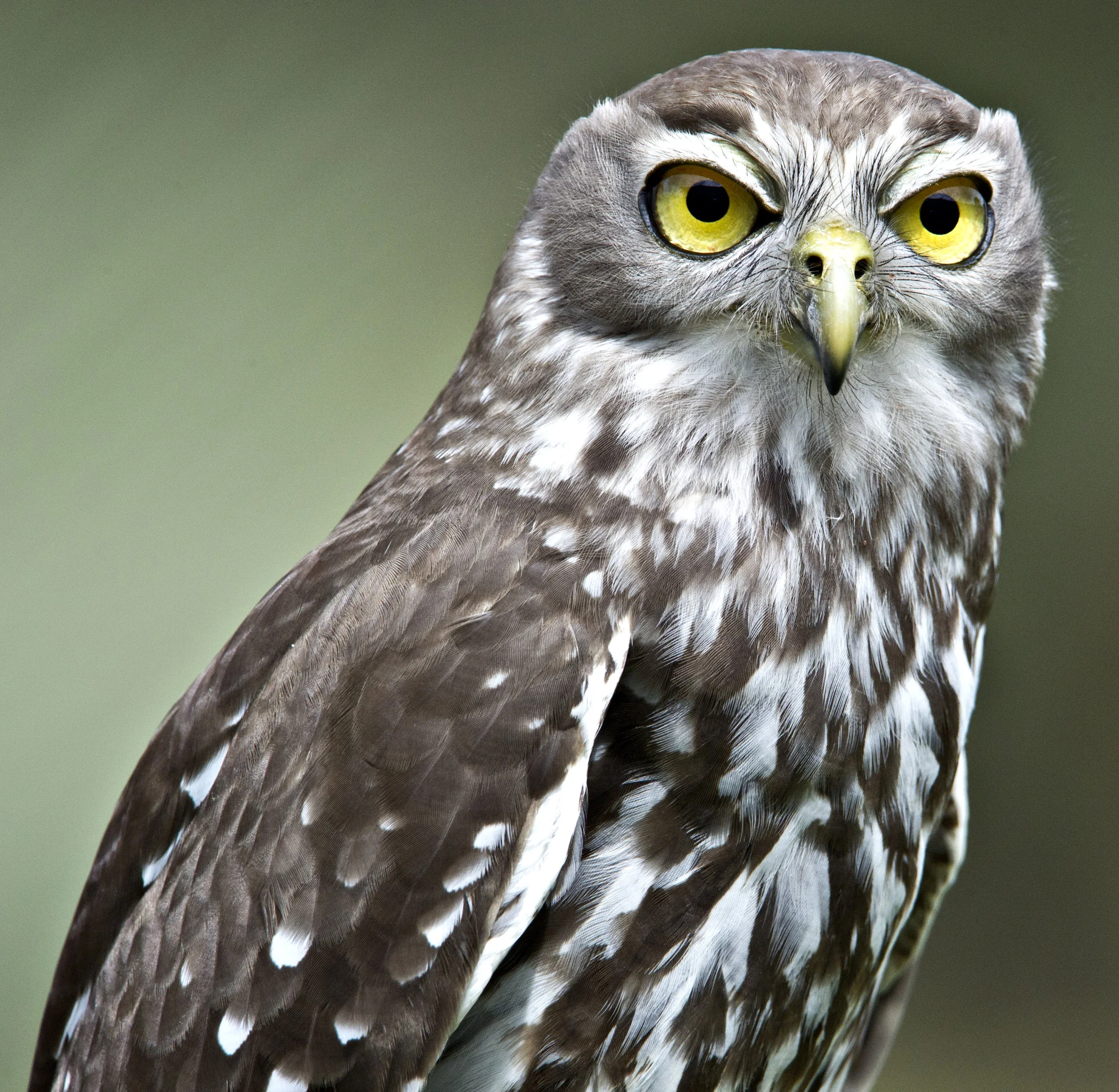 BARKING OWL