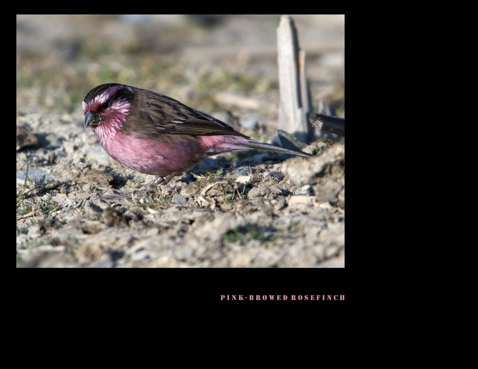 PINK-BROWED ROSEFINCH