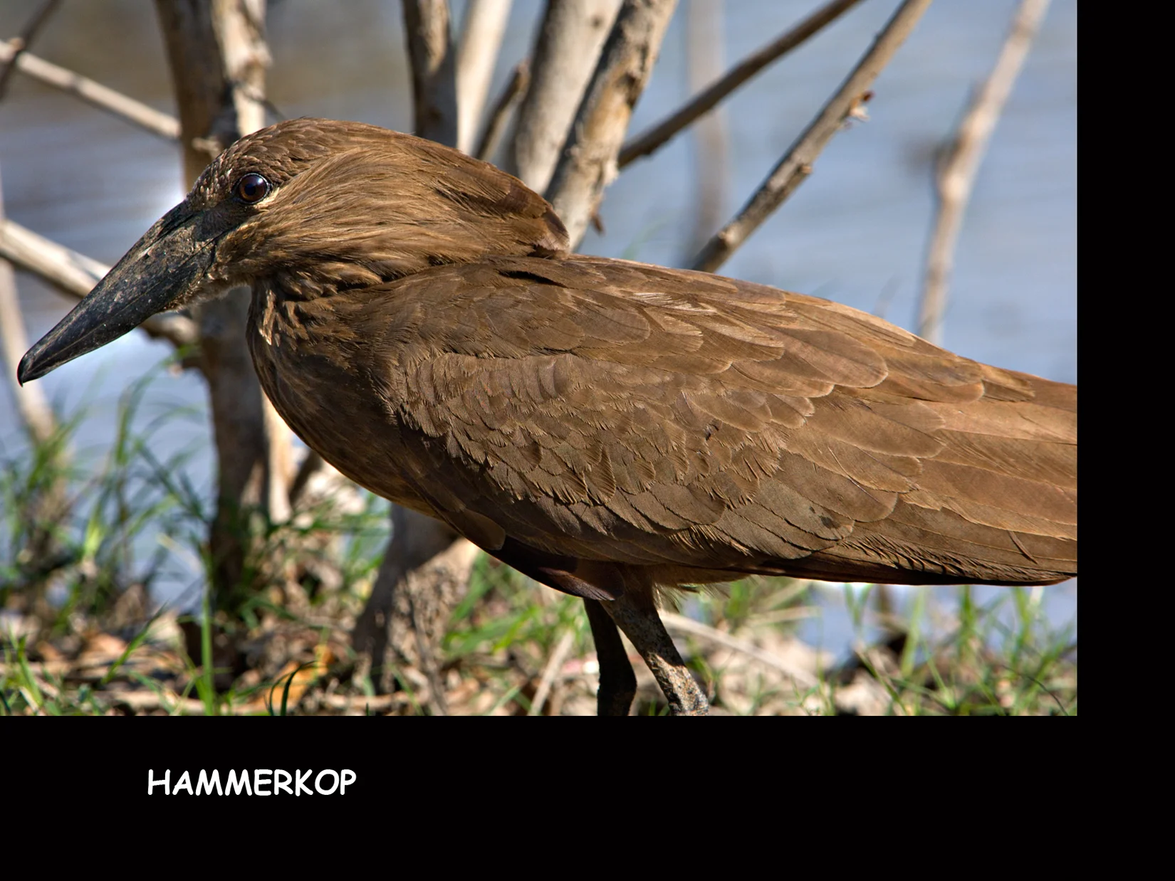 HAMMERKOP