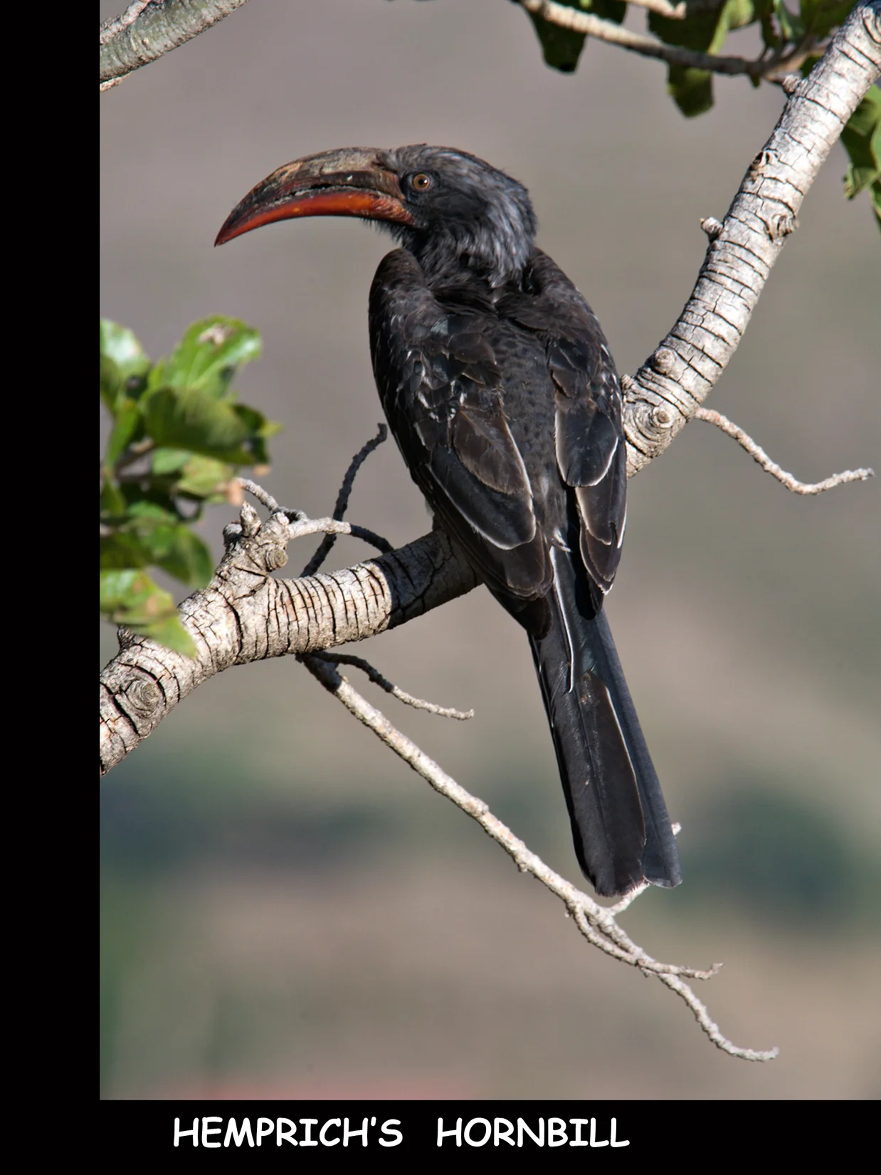 HEMPRICH'S  HORNBILL