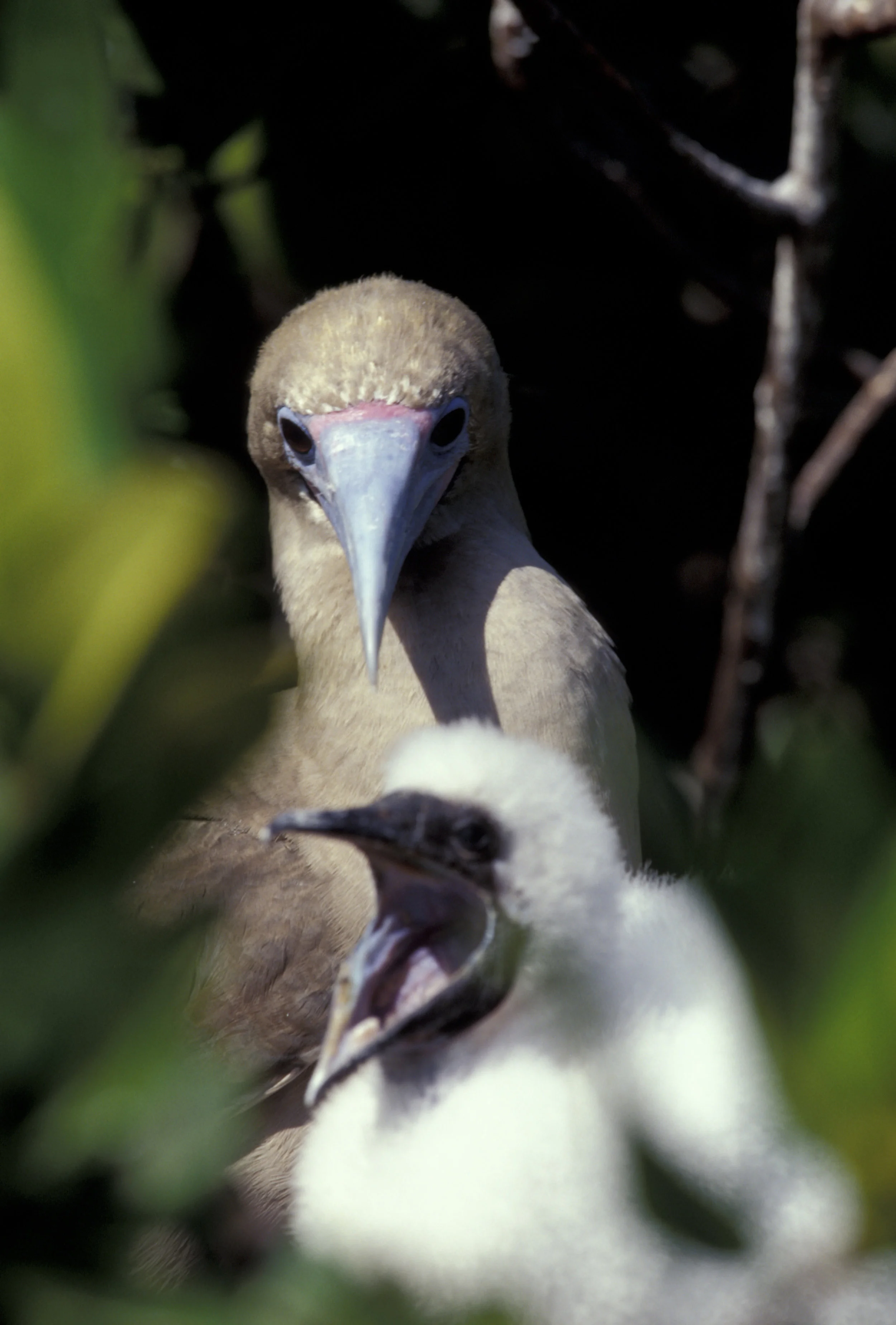 BLUE-FOOTED  BOOBY & CHICK