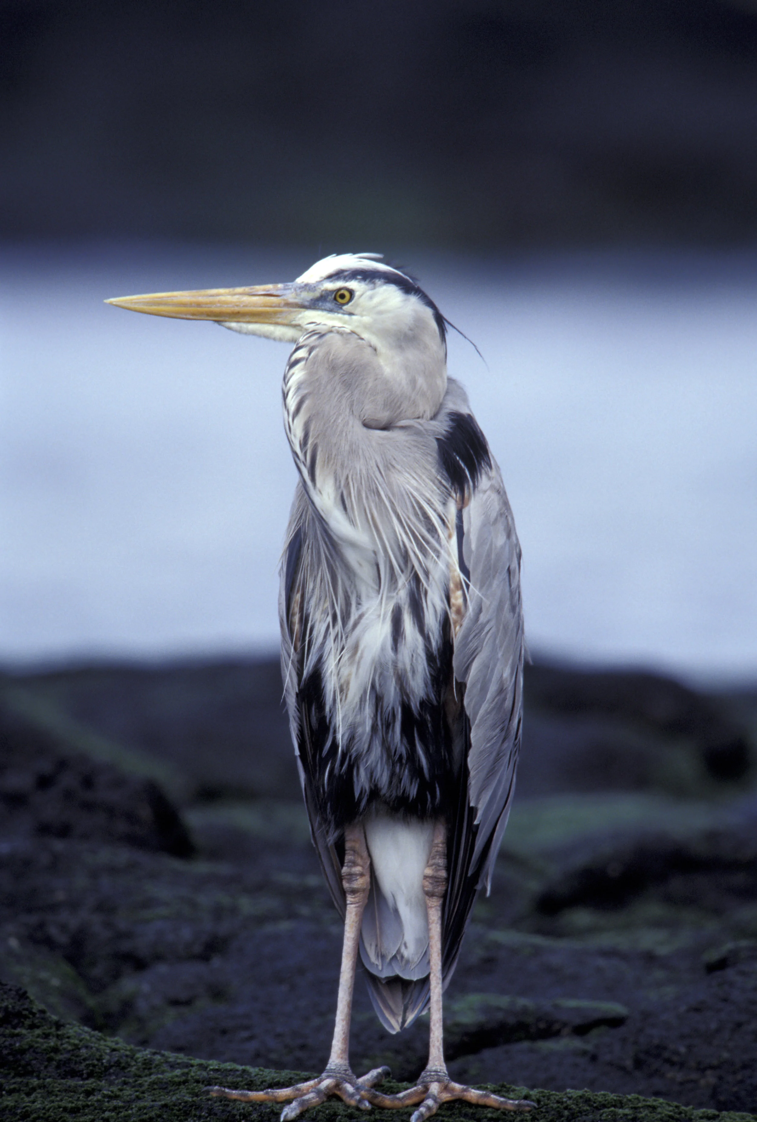 GREAT  BLUE  HERON 2