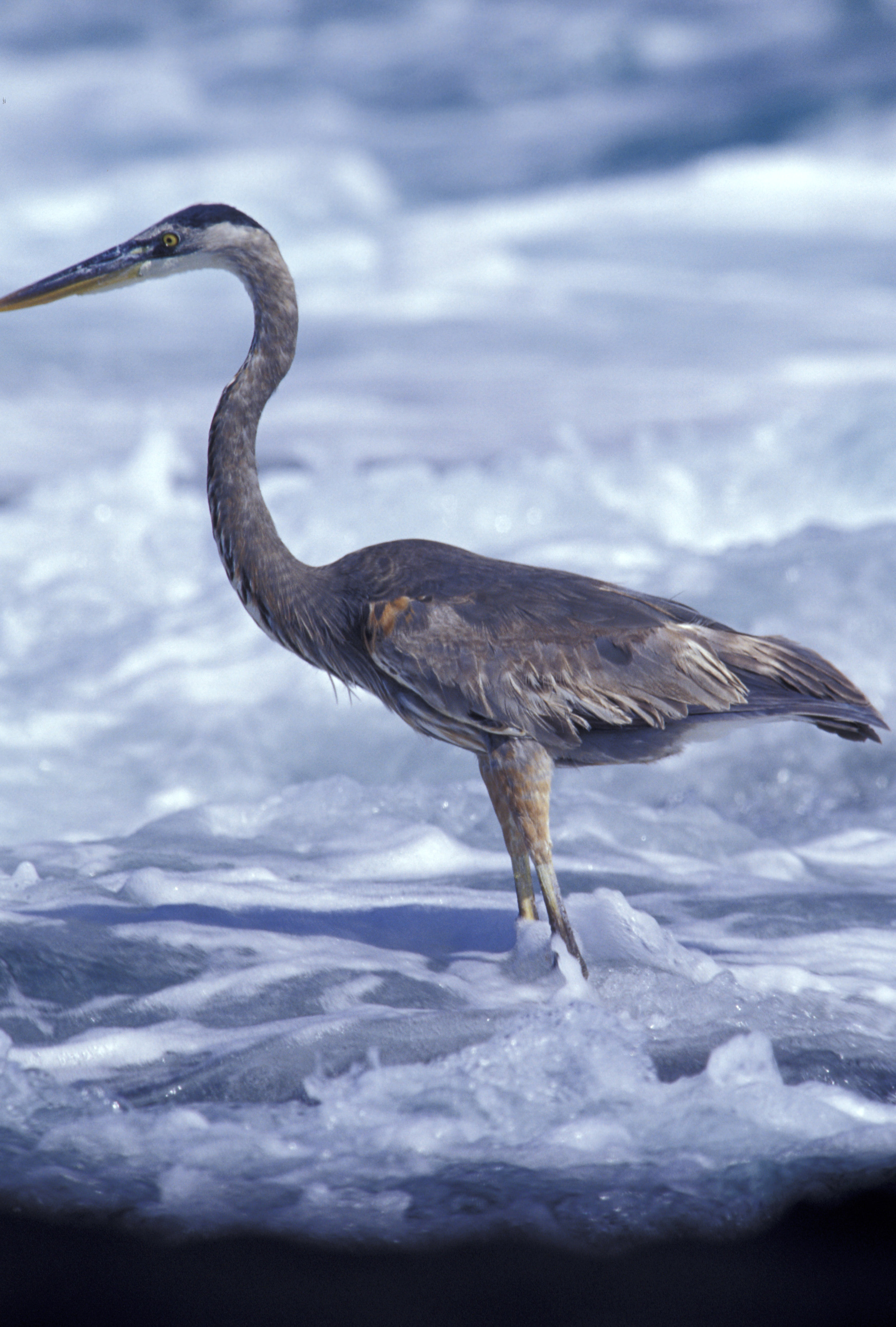 GREAT  BLUE  HERON 3