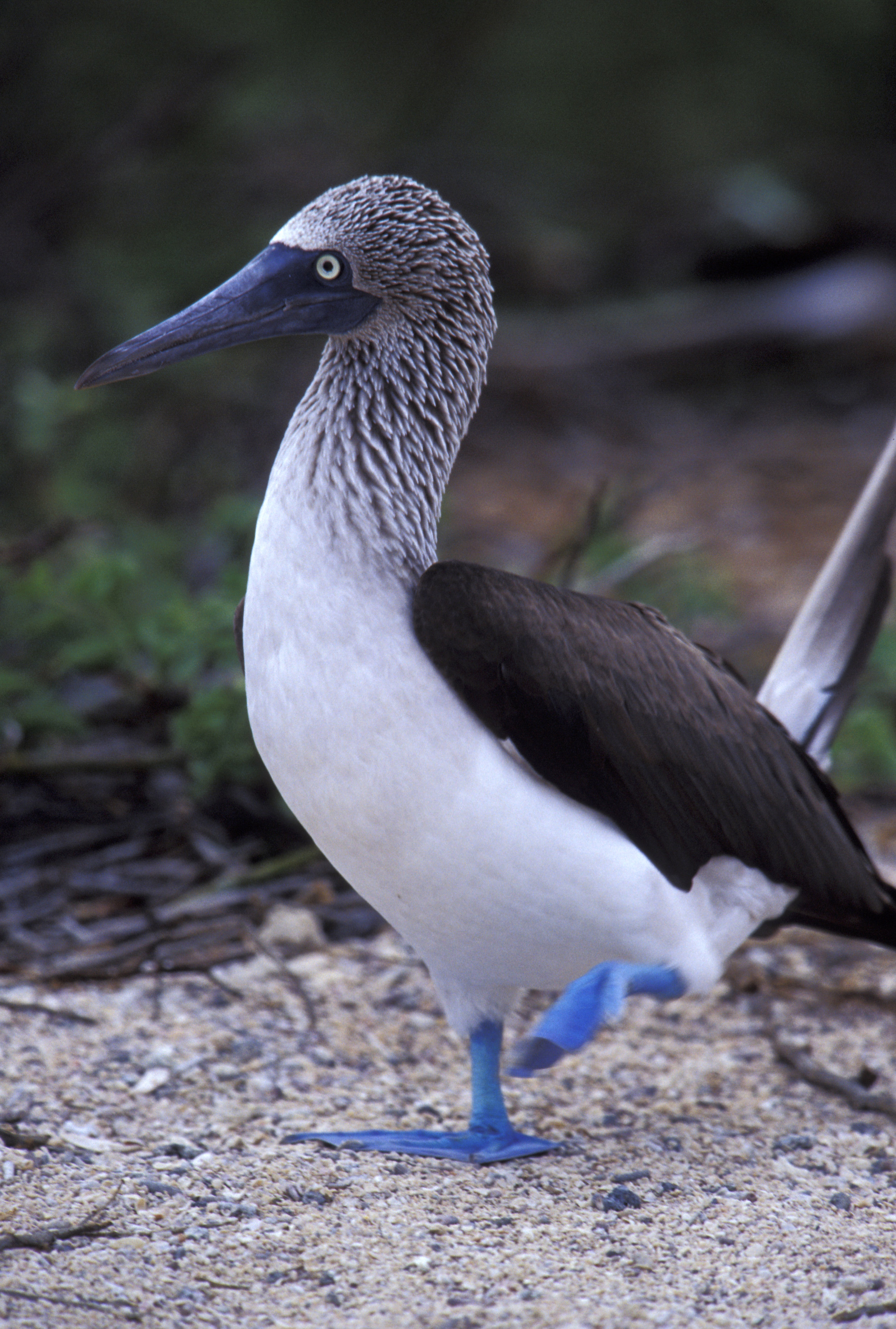 BLUE-FOOTED  BOOBY 2
