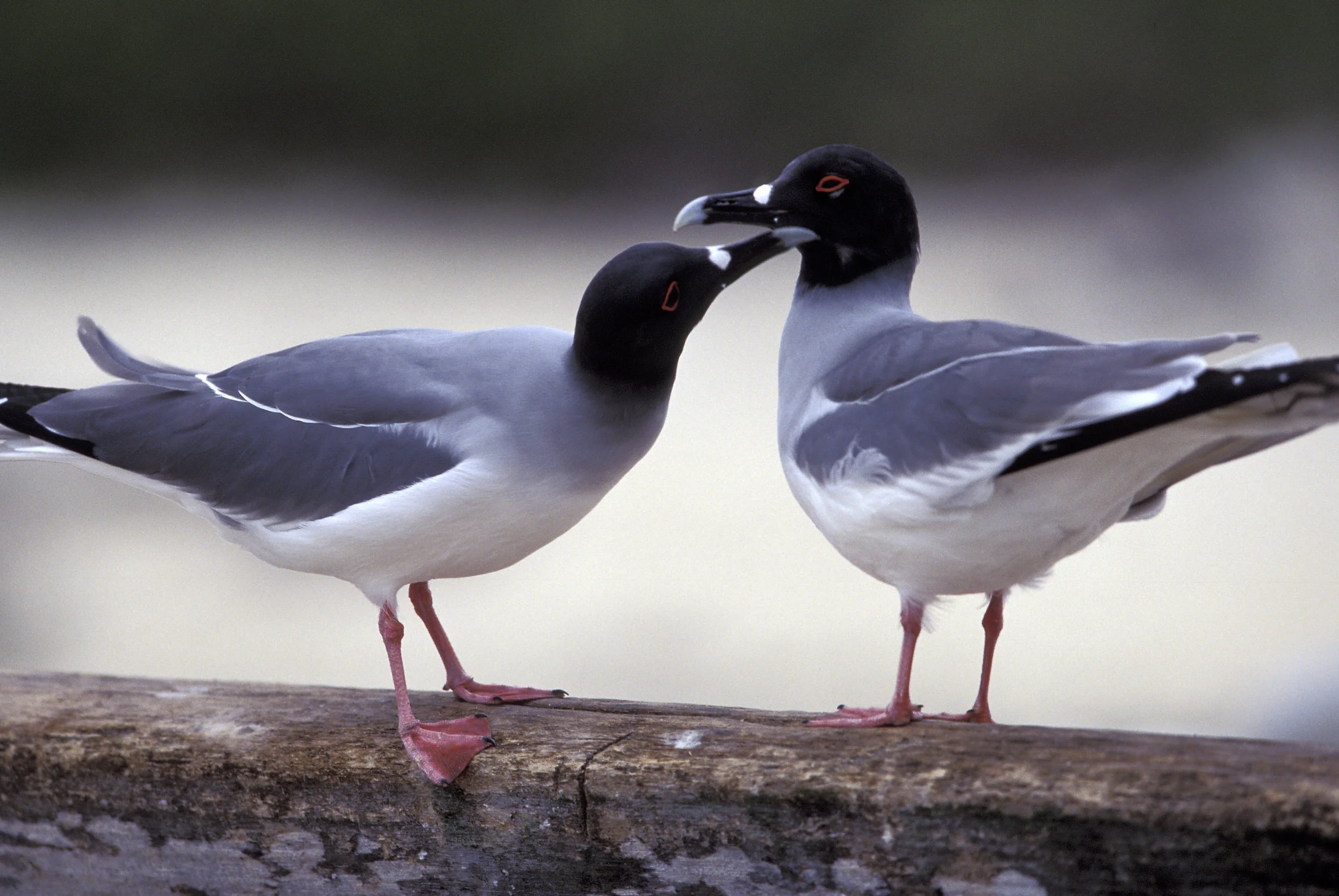 SWALLOW-TAILED  GULL