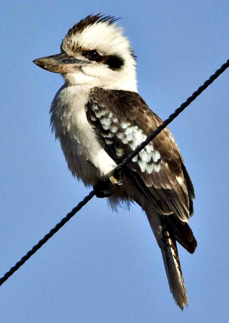 LAUGHING KOOKABURA