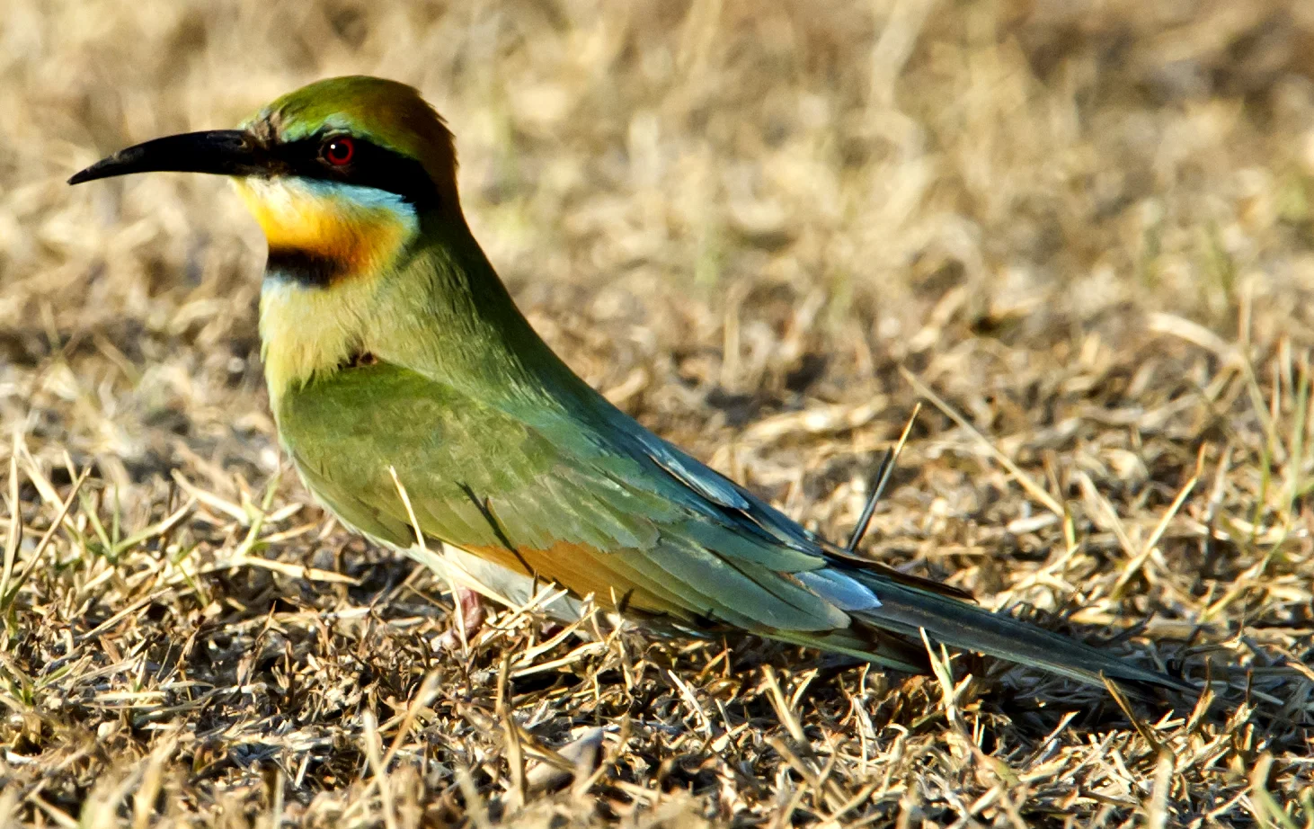 RAINBOW BEE-EATER