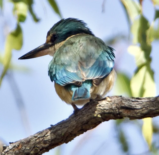 SACRED KINGFISHER