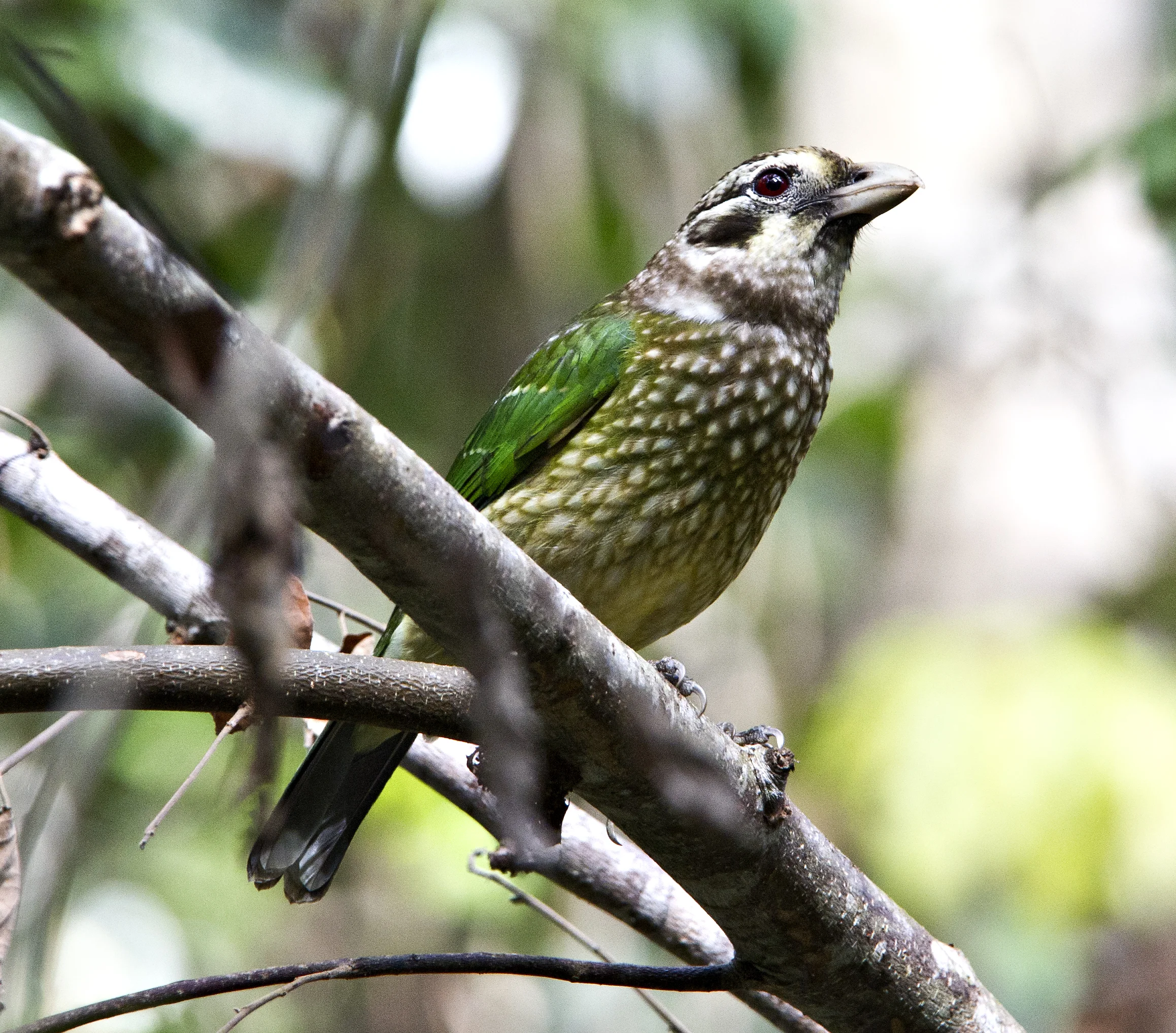 SPOTTED CAT-BIRD