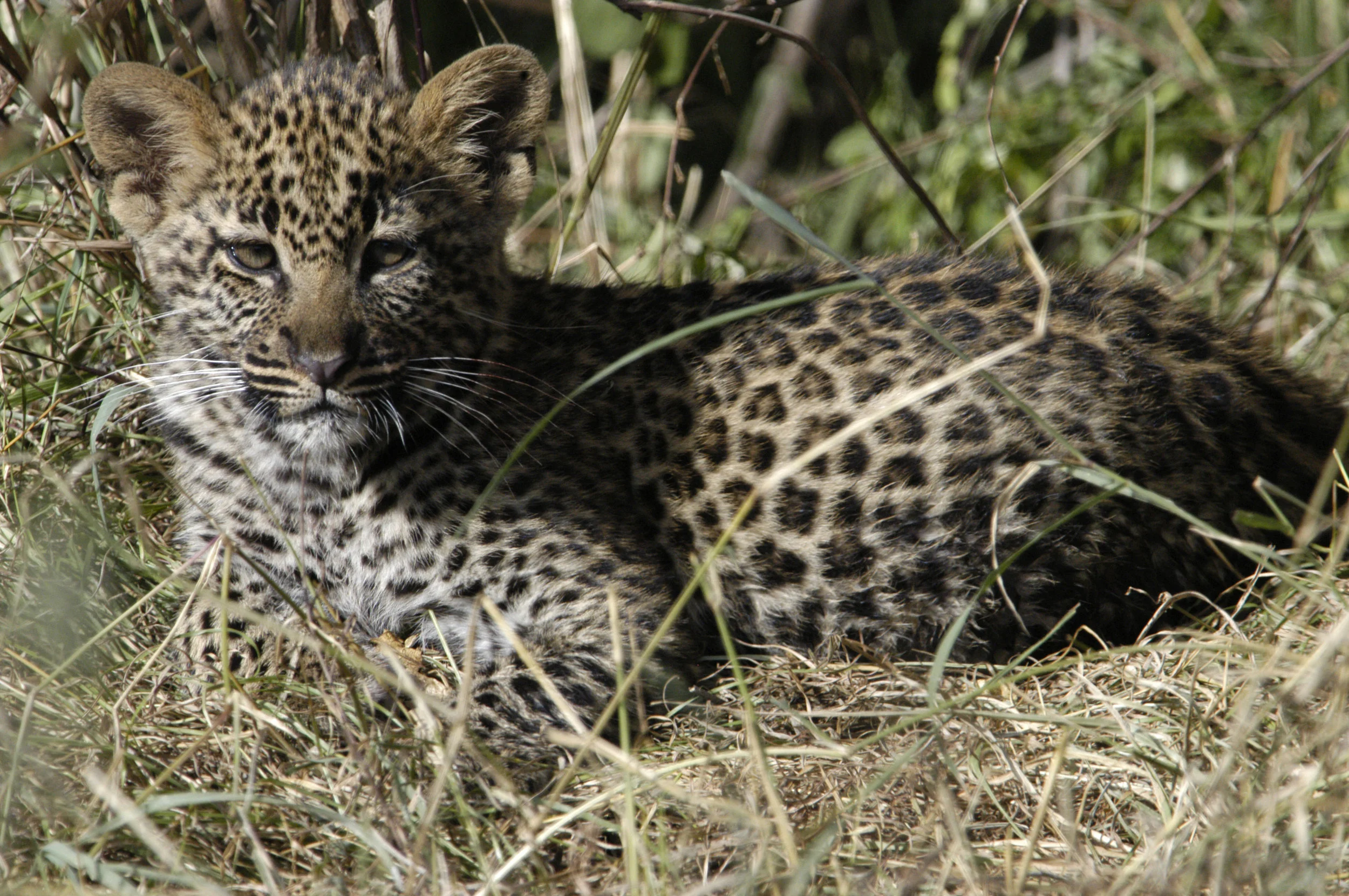 LEOPARD CUB