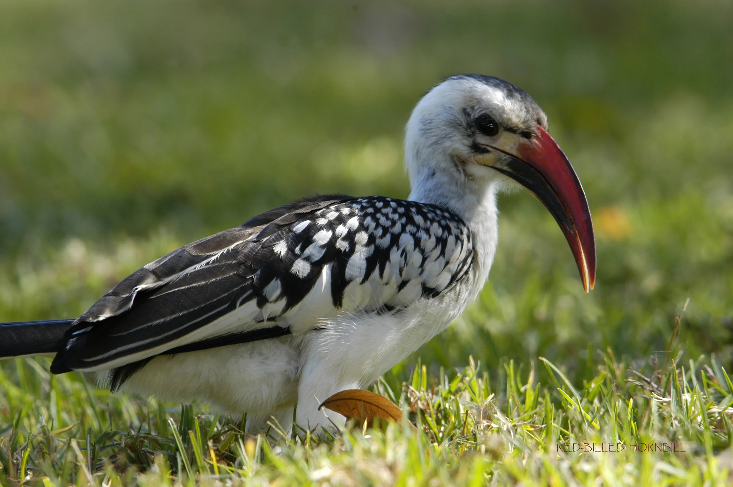 RED-BILLED HORNBILL