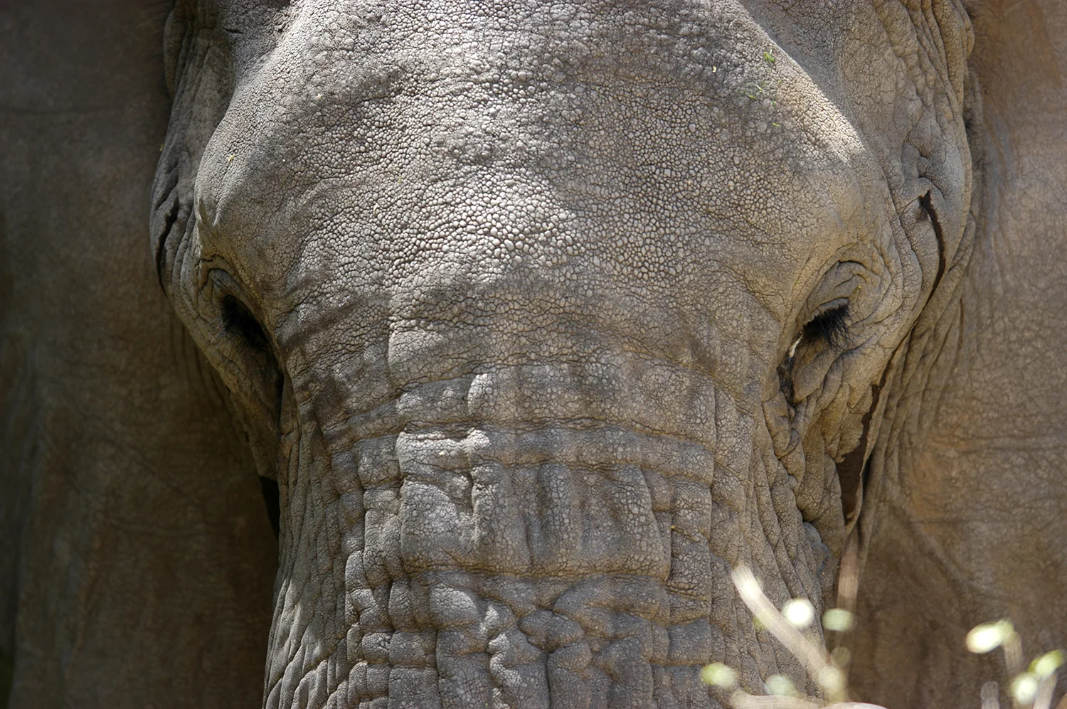 BULL ELEPHANT