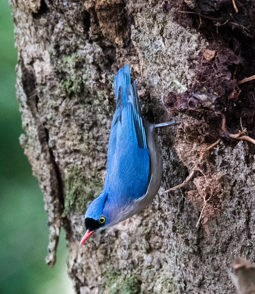 VELVET-FRONTED NUTHATCH