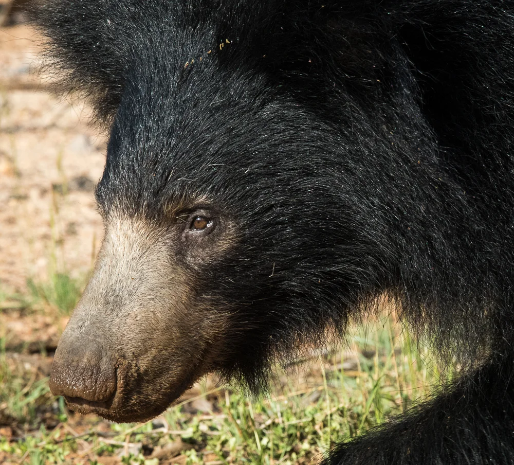 SLOTH BEAR