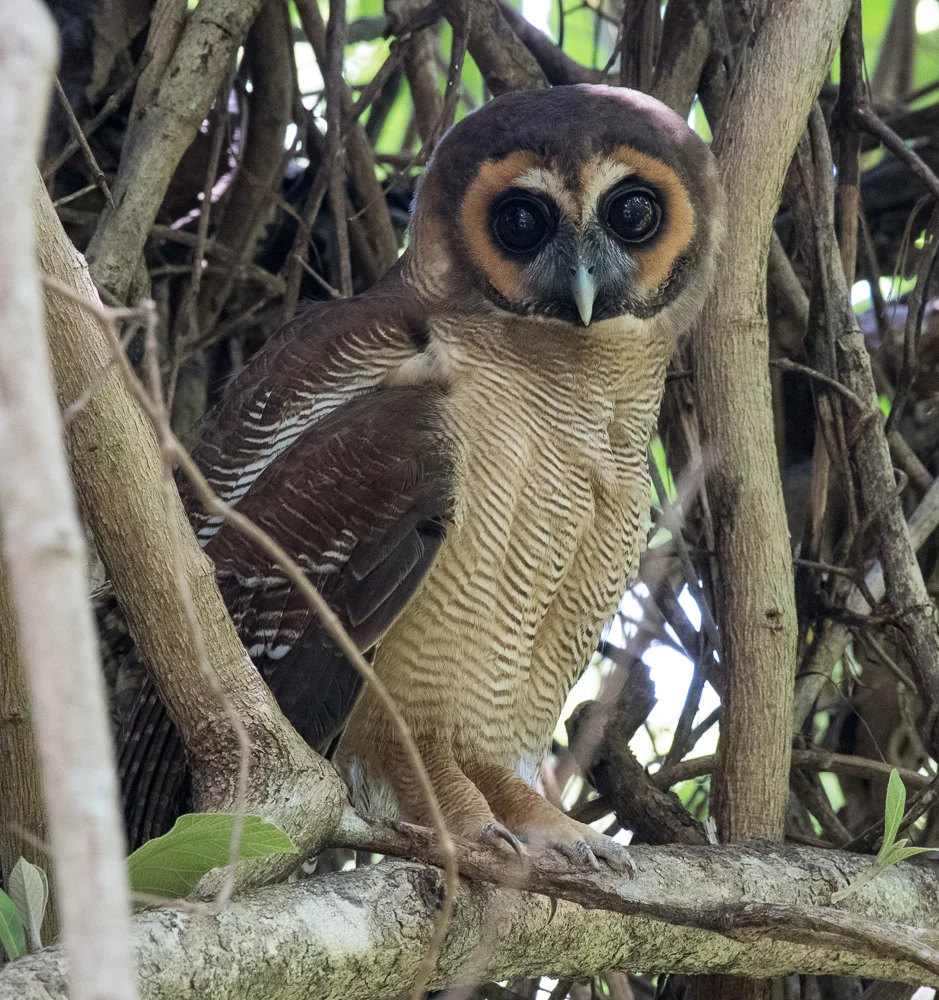 BROWN WOOD OWL