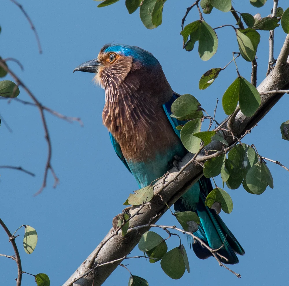 DSC_7194.jpg