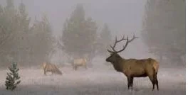 Yellowstone in Winter