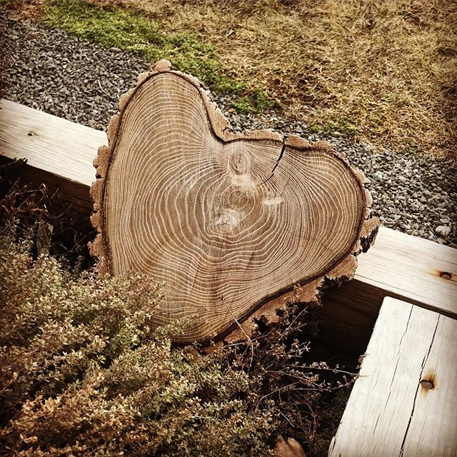 Nothing like Mother Nature showing the love!  Happy 💚day! #heartshapedtree #landscapevalentine #bellans