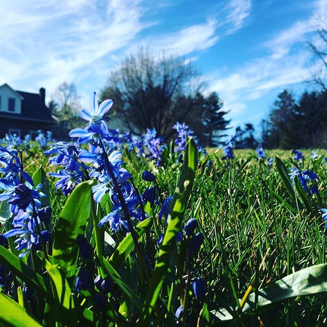 Blue squill, blue skys