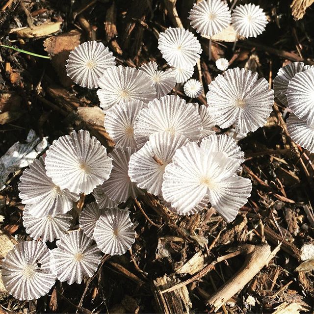 These pretty little mushrooms came in a round of mulch! Almost look like sea creatures!
#landscape #landscapeconstruction