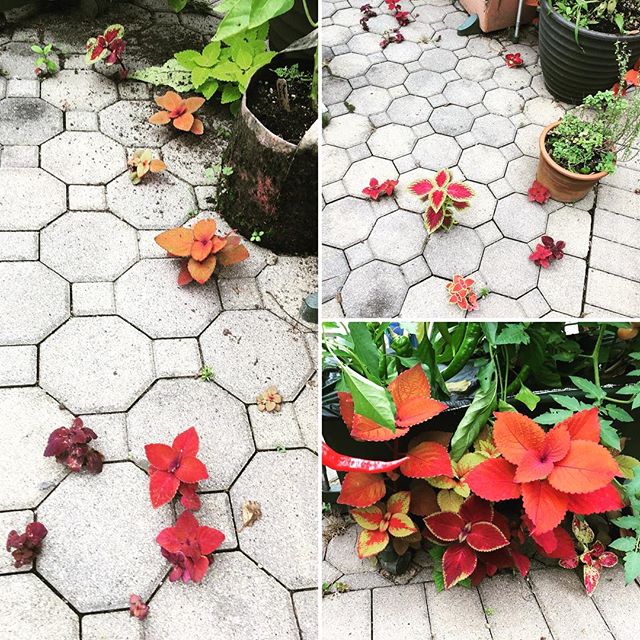 Look at all these little baby #coleus spotted at a new client meeting! She purchased the house a few months ago and was so surprised to see these little seedlings popping up on their own. I&rsquo;m going to have to order some seed for next season and