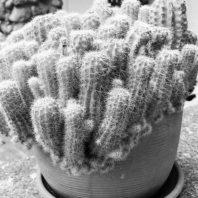 New phone, great photos. This 20 year old cactus spends the summer on a client&rsquo;s front door step and winter in a sunny window. #indooroutdoor #houseplants #interiorlandscape #hortlife