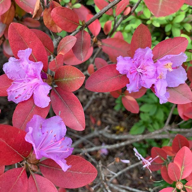 This is one confused PJM #rhododendron #globalwierding #landscapearchitecture