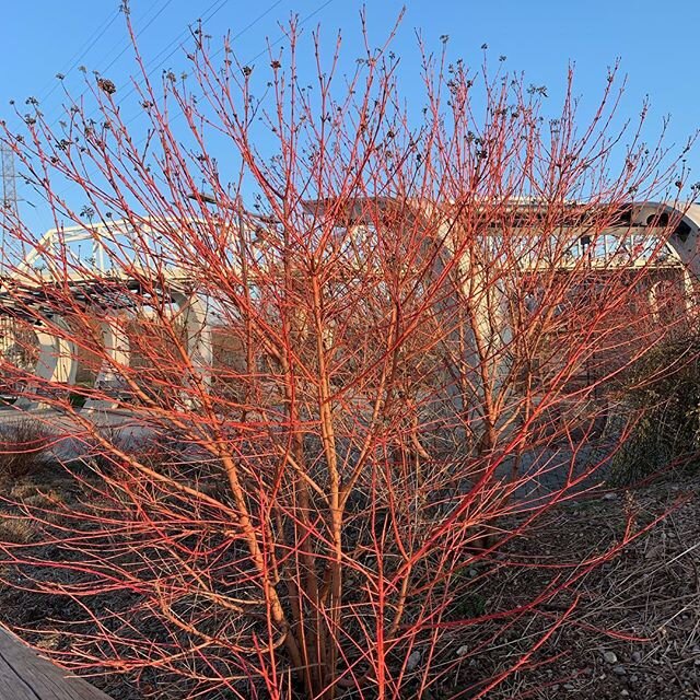 A little midwinter fire in this Nashville dogwood. #musiccity #hortlife