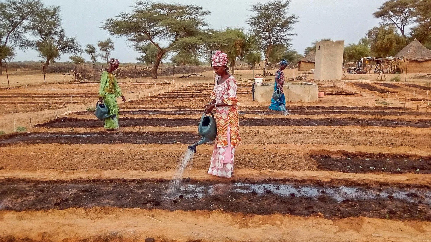 Senegal-6_5d76cd83326256ed16863e7dc49b6122.jpg