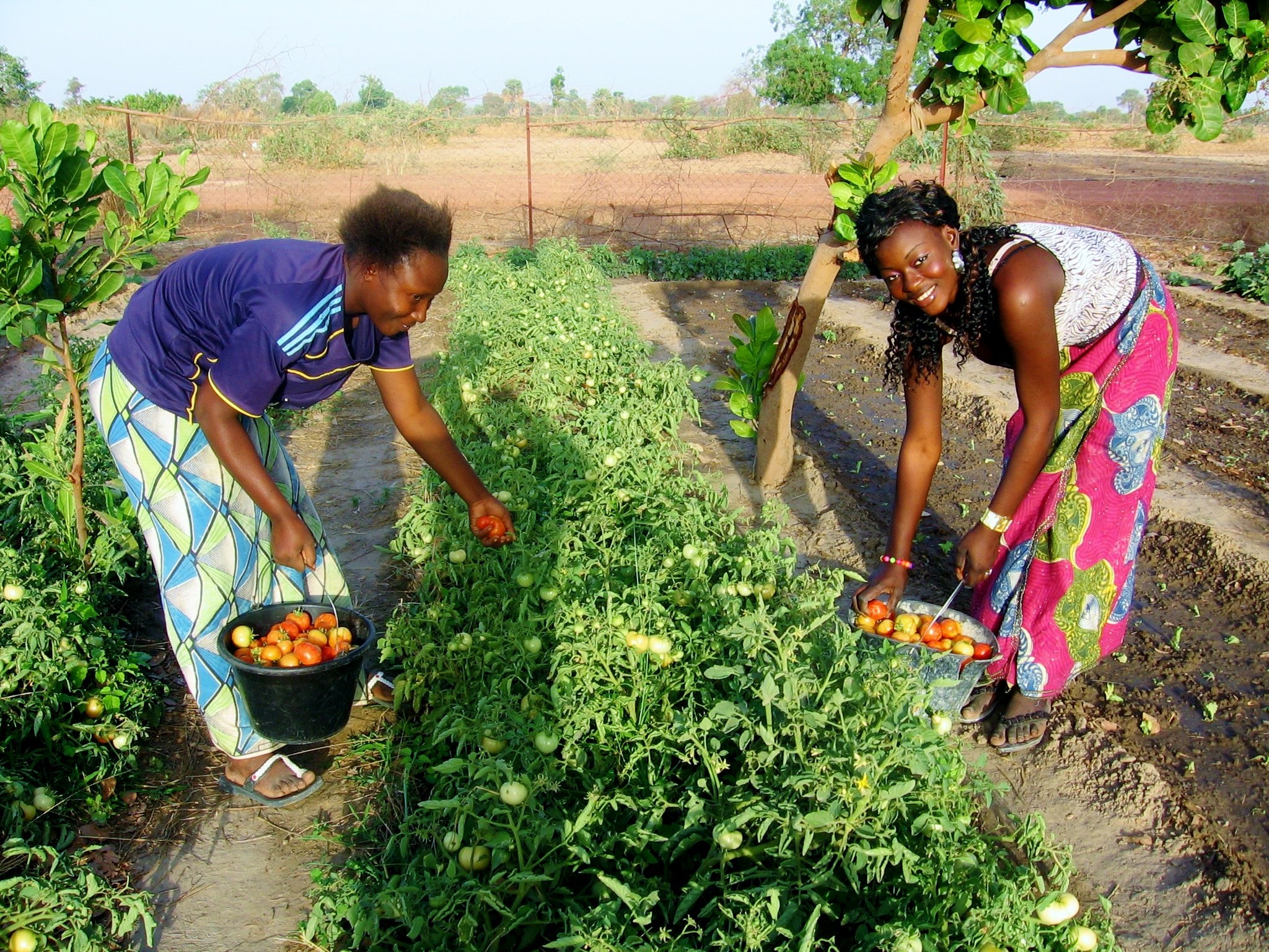 Garden ladies harvesting produce.jpg