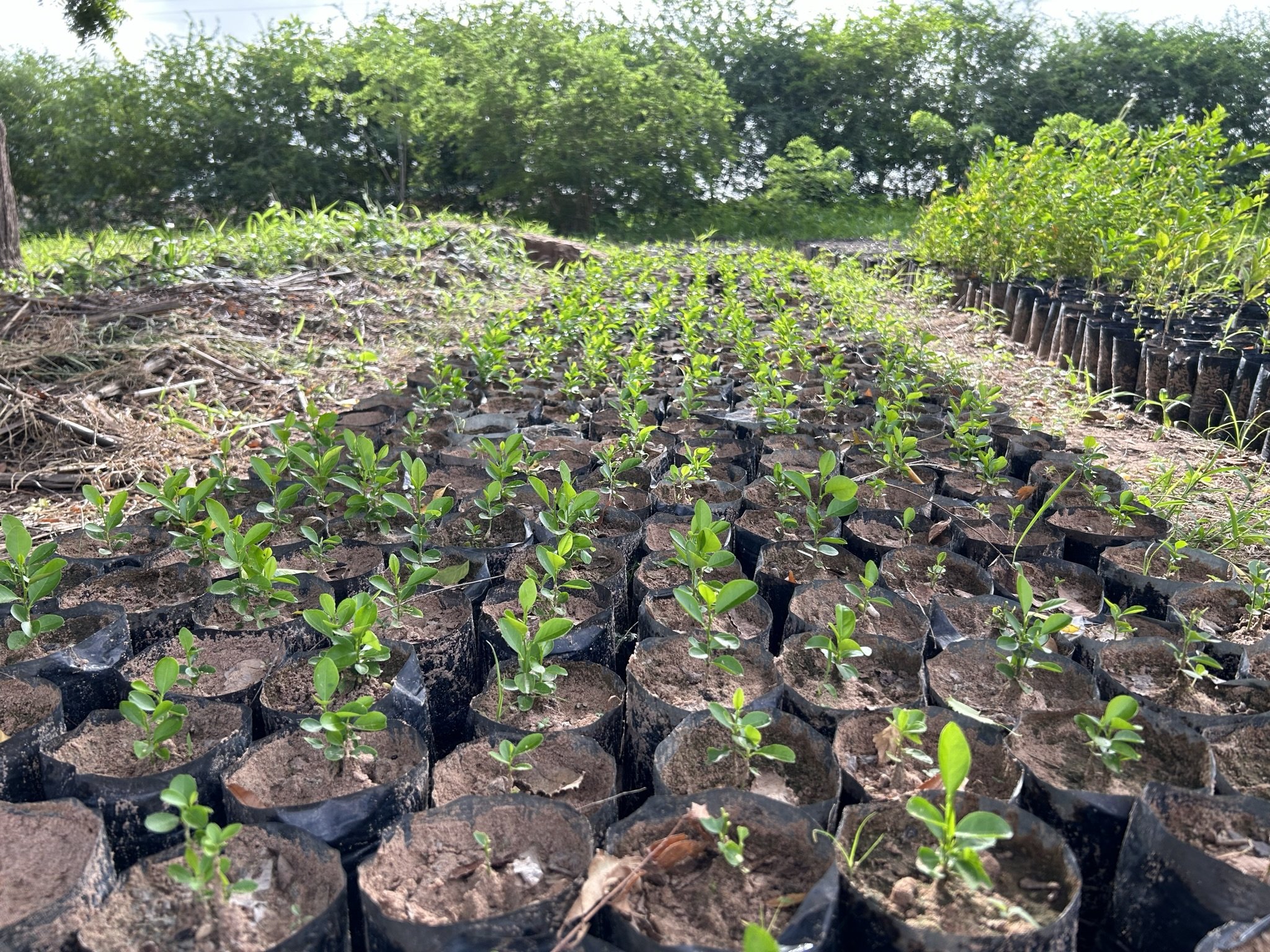 01_Fruit tree seedlings in the Keur Soce Tree Nursery.JPEG