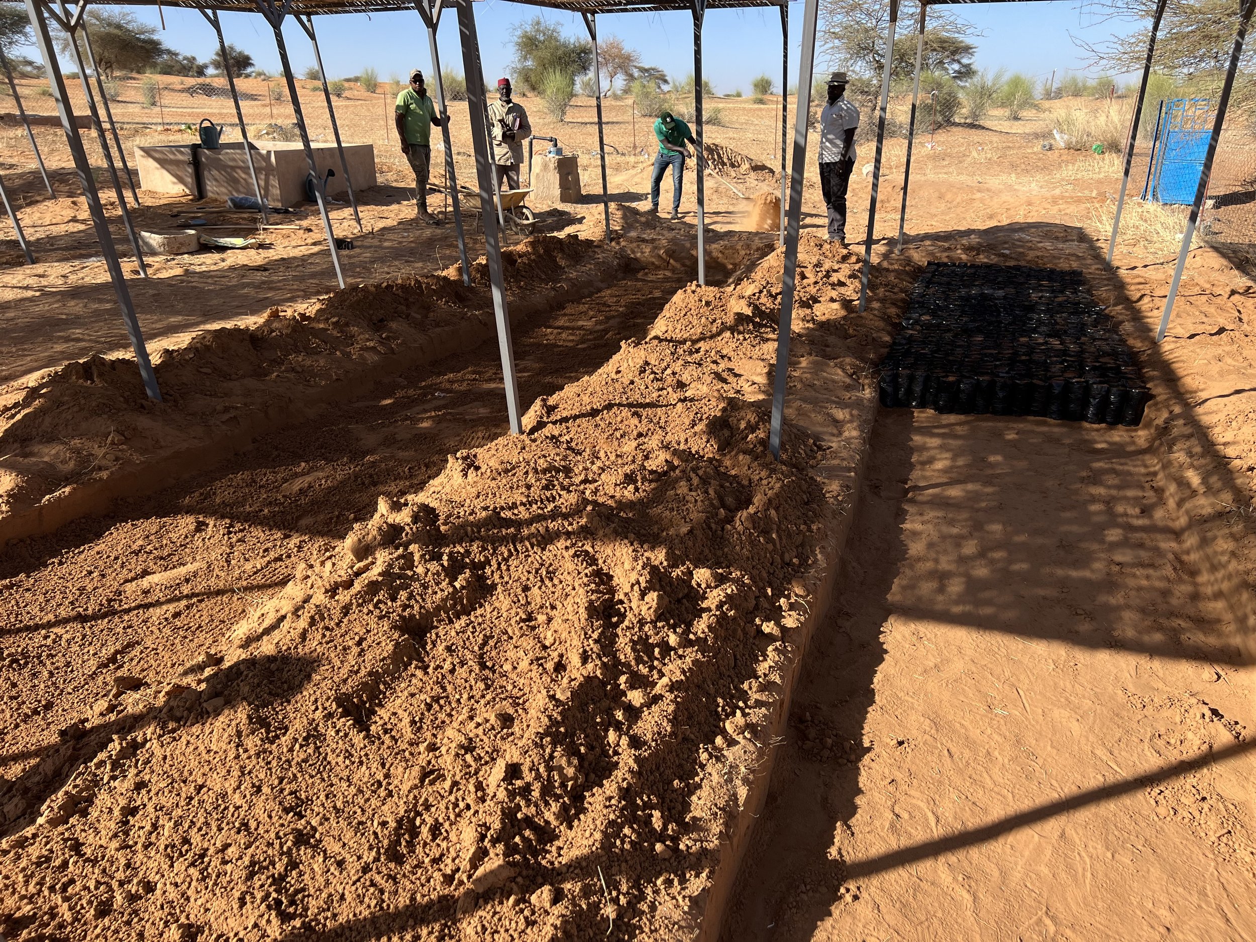 91_Tree sacs are arranged in sunken beds to keep them cool in the harsh climate.jpg