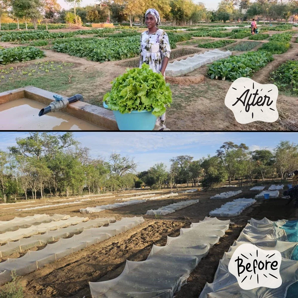 Winter Gardening in Senegal! 🌱 Our women's cooperative gardens are in full force.  Despite what you might think, winter is actually the perfect season for gardening.  The cool, dry months are ideal for planting a wide range of vegetables, and the wo