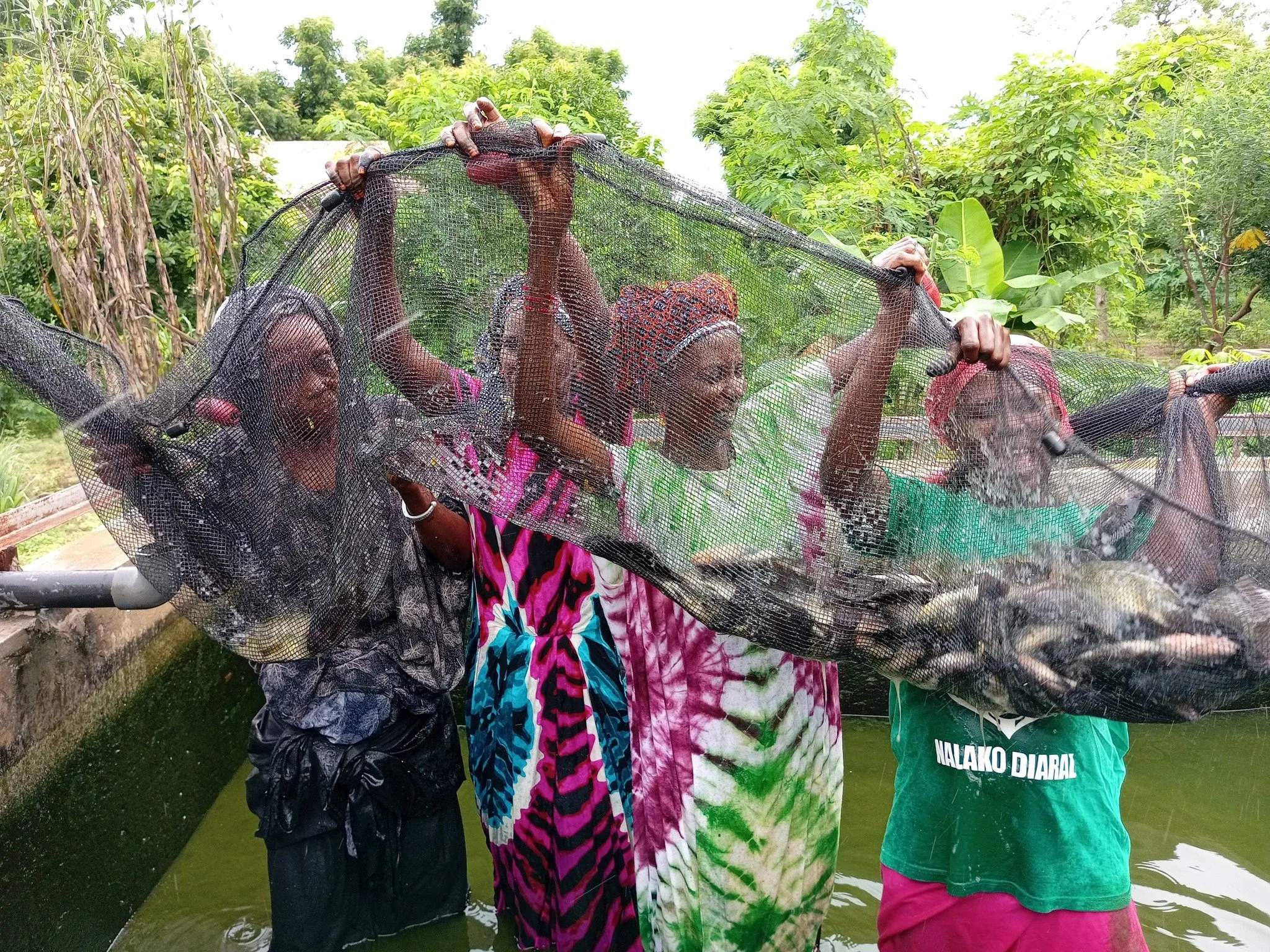 Women are leading the expansion of 🐟 fish farming in Senegal, and it's very exciting!! In rural Senegal, where water is limited and conditions are harsh, it would be easy to assume that fish farming would be a risky venture requiring major investmen