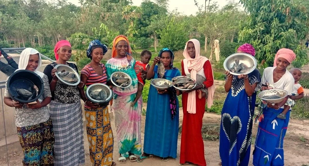 Our two newest gardens to add aquaculture 🐟 are celebrating double successes: harvesting fresh fish and boosting overall crop production!✨

&ldquo;Before, all our production was weak.  But when we use the [fish] water, we see all the production is i