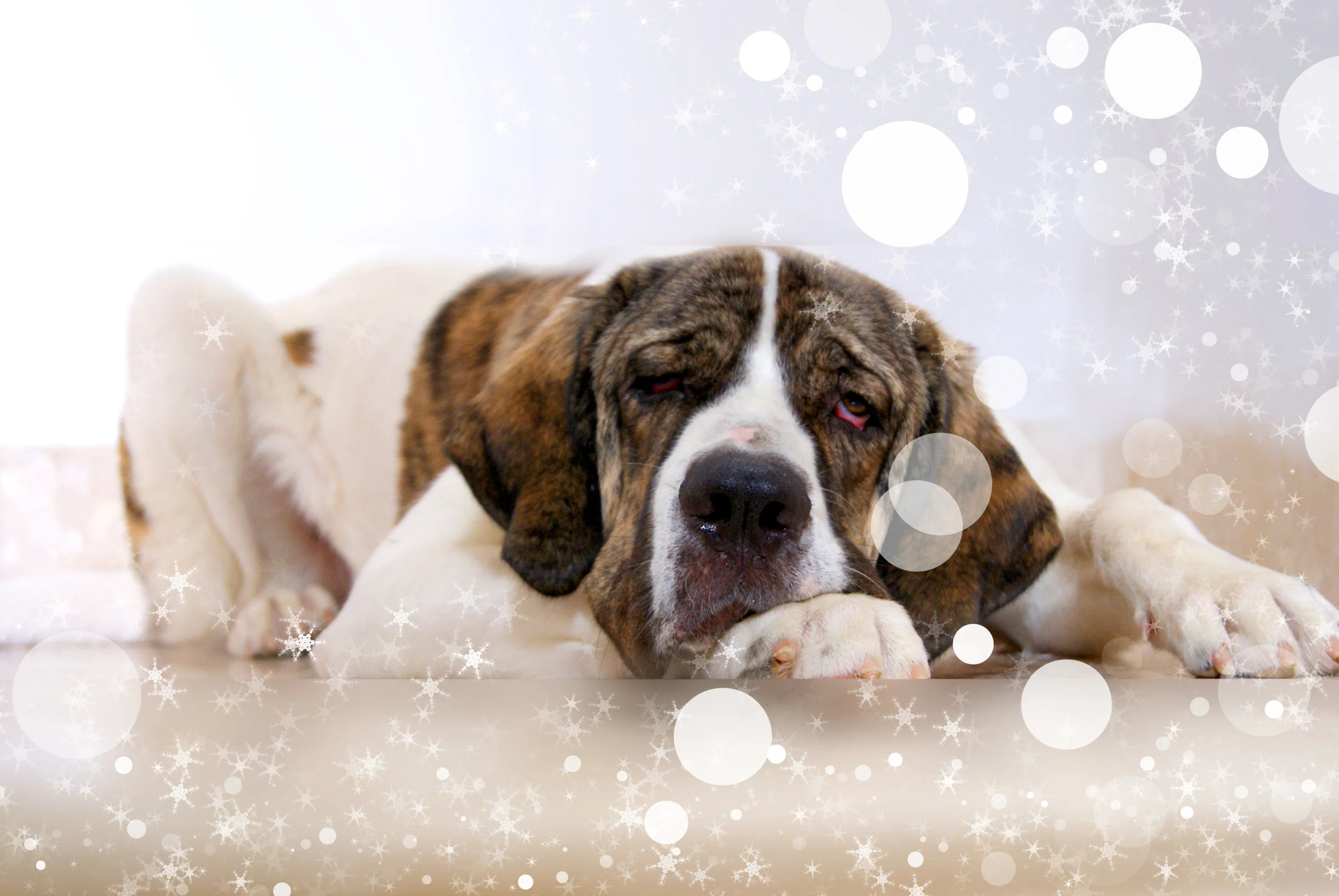 Hitting the Holiday Pause Button to Whine, Cough, and Hope