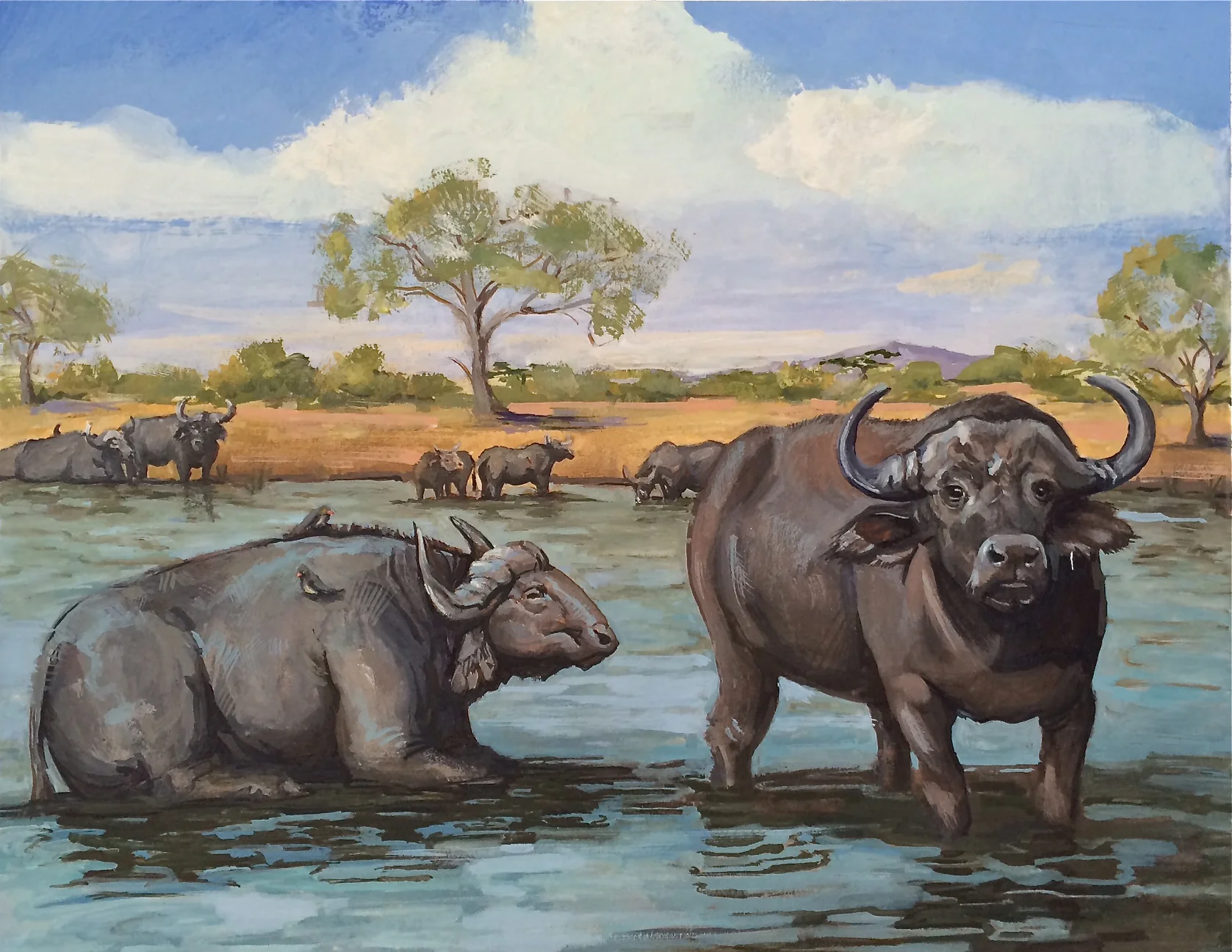 african water buffalo