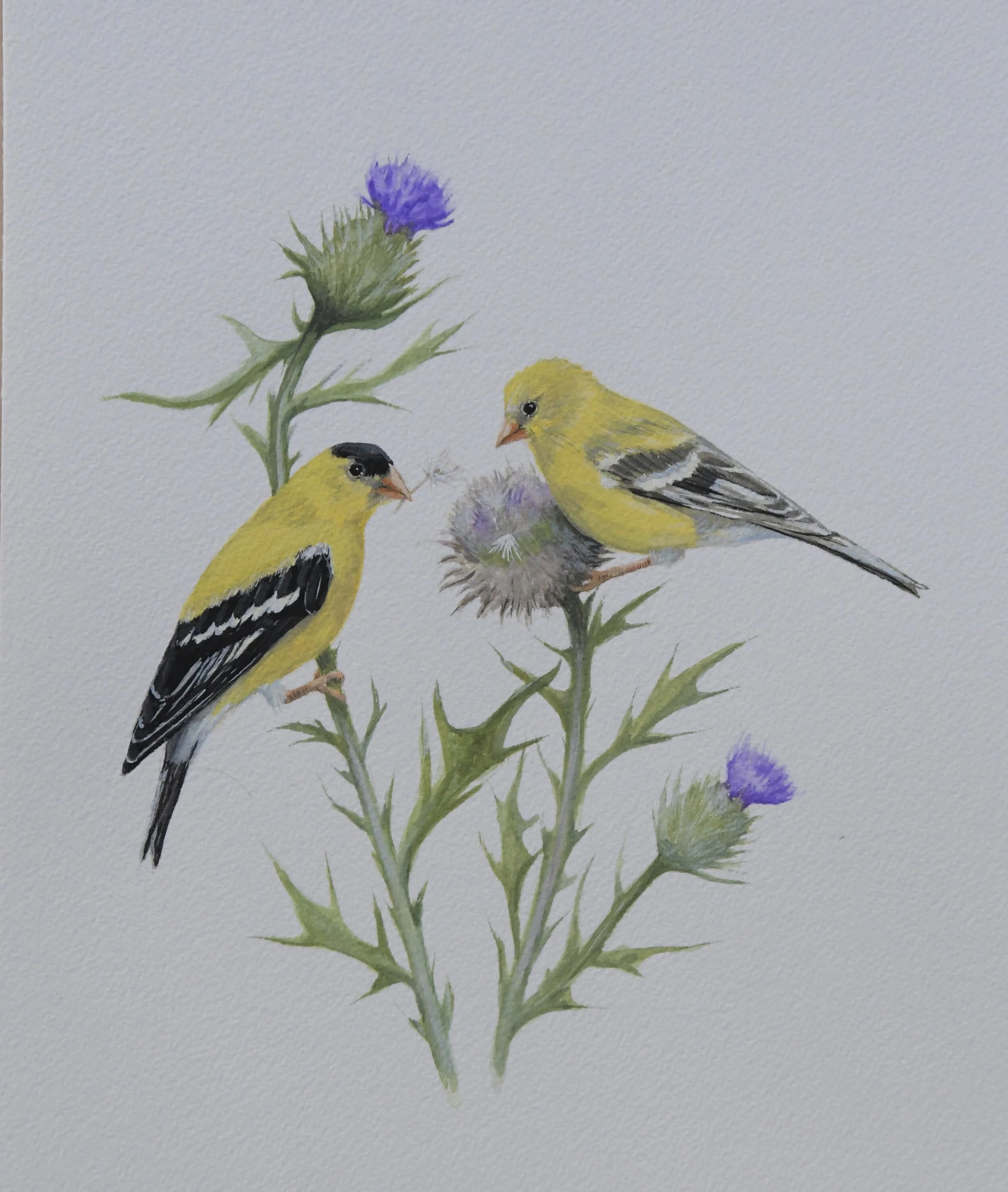 Finches